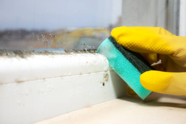 Best Attic Mold Removal  in Plainview, NY